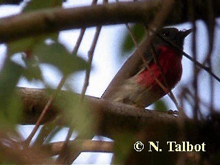 Petroica Rosada - ML201724331