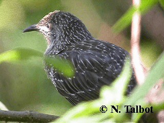 Little Wattlebird - ML201724351