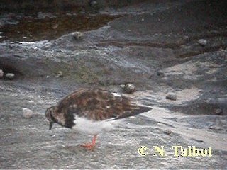 Ruddy Turnstone - ML201724371