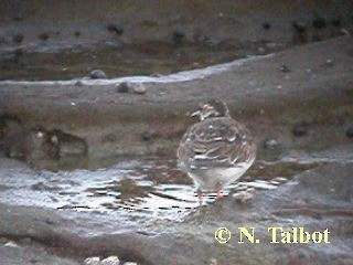 Ruddy Turnstone - ML201724391