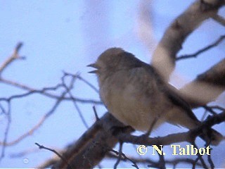 Cariblanco Meridional - ML201724411