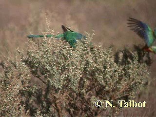 Mulga Parrot - ML201724581