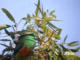 Mulga Parrot - ML201724591