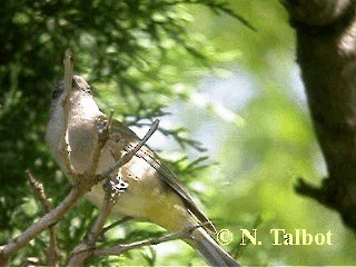 Golden Whistler - ML201724661