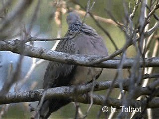珠頸斑鳩(chinensis/tigrina) - ML201724671