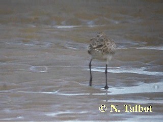 Bar-tailed Godwit (Siberian) - ML201724721