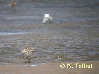 Bar-tailed Godwit (Siberian) - ML201724731