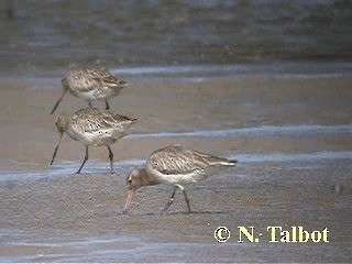 Bar-tailed Godwit (Siberian) - ML201724741