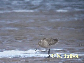 Bar-tailed Godwit (Siberian) - ML201724751