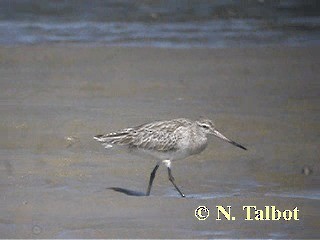 Bar-tailed Godwit (Siberian) - ML201724761