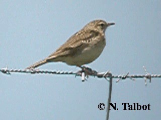 Pipit d'Australie - ML201724771