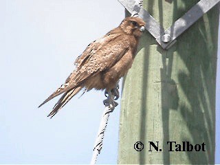 Brown Falcon - ML201724781