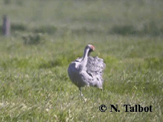 Grulla Brolga - ML201724831