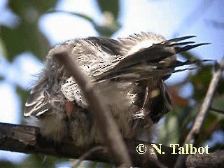 Red Wattlebird - ML201724841