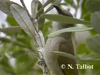 Brown Honeyeater - ML201724871