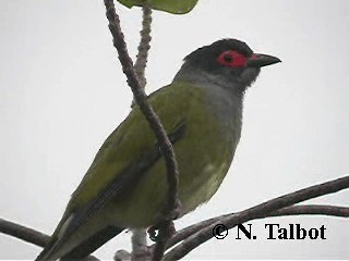 Australasian Figbird - ML201724891