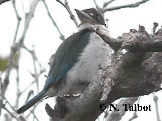 Torresian Kingfisher - ML201724901