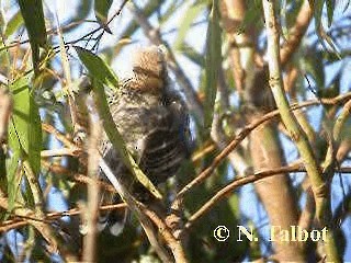 Red Wattlebird - ML201724911