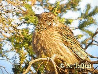 Red Wattlebird - ML201724921