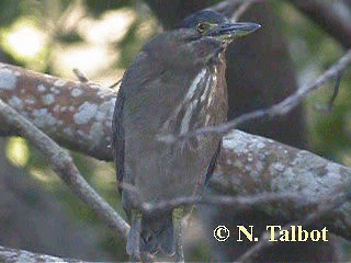 Striated Heron (Old World) - ML201725031