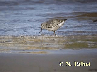 Correlimos Gordo - ML201725041