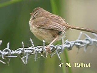 Red-backed Fairywren - ML201725101