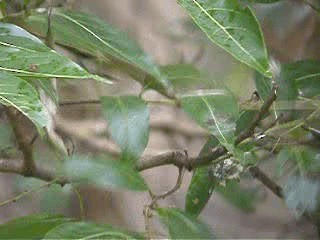 Lewin's Honeyeater - ML201725111