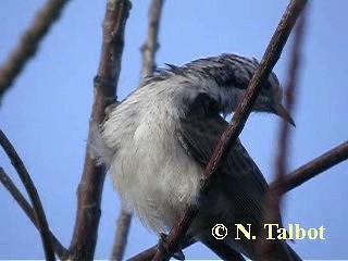 Striped Honeyeater - ML201725131