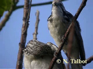 Striped Honeyeater - ML201725141