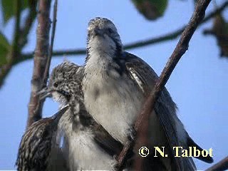 Striped Honeyeater - ML201725151