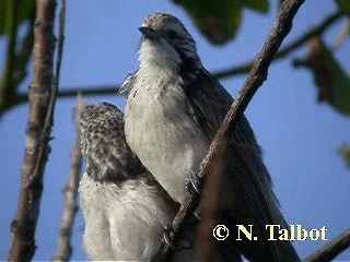 Striped Honeyeater - ML201725161