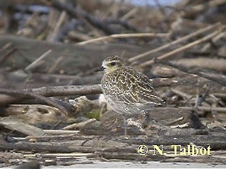 Chorlito Dorado Siberiano - ML201725171