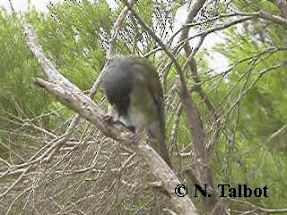 Australasian Figbird - ML201725181