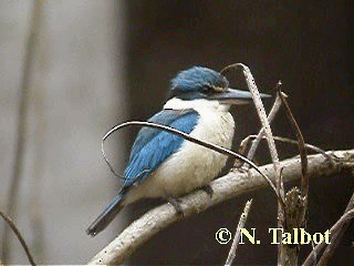 Sacred Kingfisher (Australasian) - ML201725201