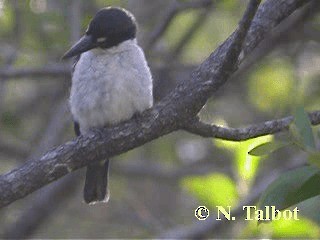 Alción Adán - ML201725221