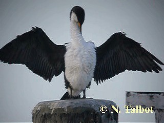 Pied Cormorant - ML201725261