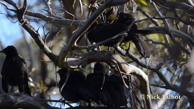 White-winged Chough - ML201725281