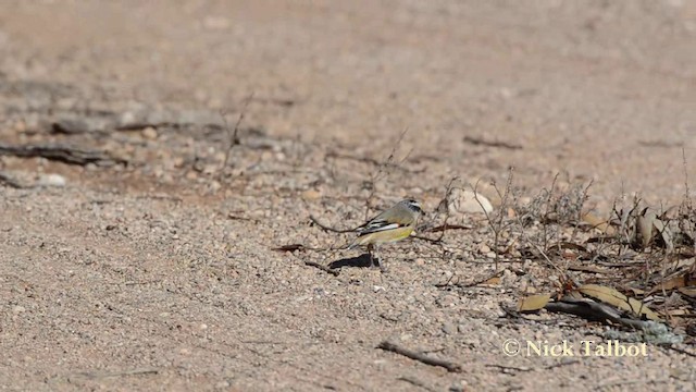 Pardalote à point jaune (substriatus) - ML201725301