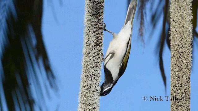 Mielero Cariazul (grupo cyanotis) - ML201725311