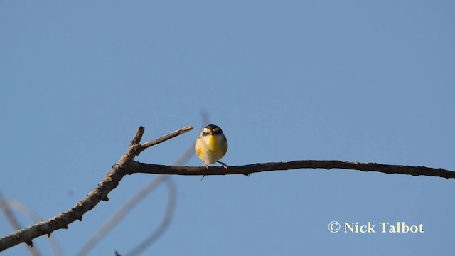 Pardalote Estriado (ornatus) - ML201725321