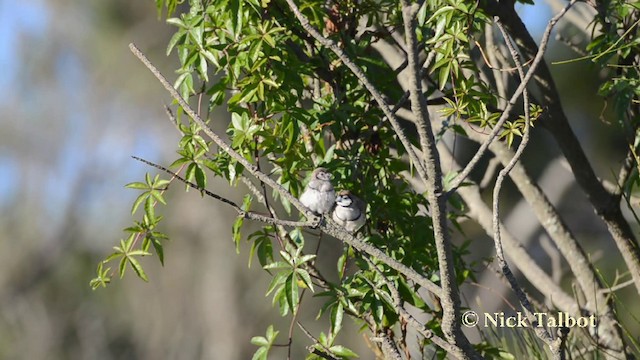 Double-barred Finch - ML201725331