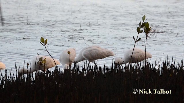 Royal Spoonbill - ML201725341