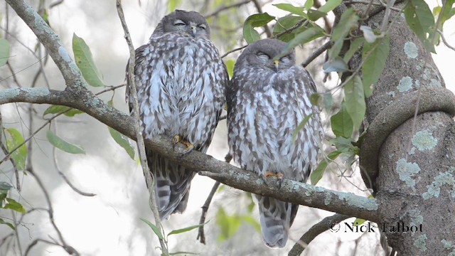 Barking Owl - ML201725361