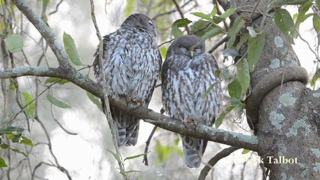 Barking Owl - ML201725371