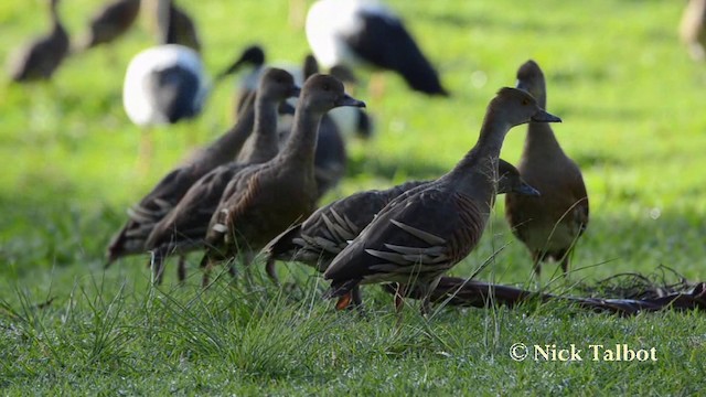 Plumed Whistling-Duck - ML201725381