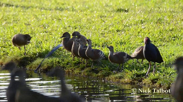 Dendrocygne d'Eyton - ML201725391