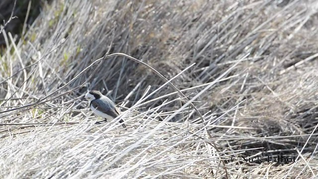 White-fronted Chat - ML201725401