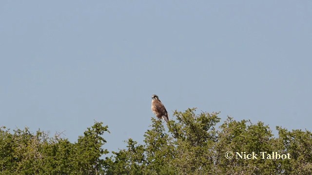 Halcón Berigora - ML201725411