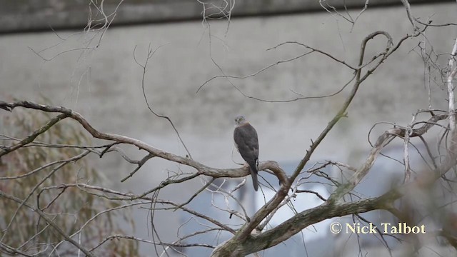 Brown Goshawk - ML201725421