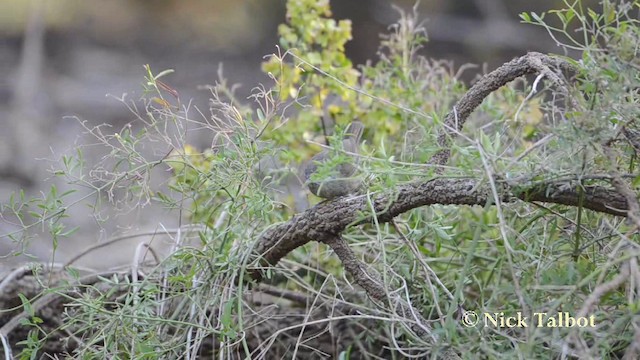 White-browed Scrubwren (White-browed) - ML201725481